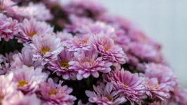 Desktop wallpaper. Flowers. ID:91437