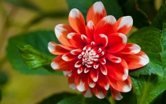 Desktop wallpaper. Flowers. ID:91456