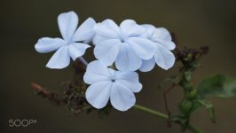 Desktop wallpaper. Flowers. ID:91524