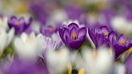 Desktop wallpaper. Flowers. ID:91603