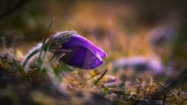 Desktop wallpaper. Flowers. ID:91604