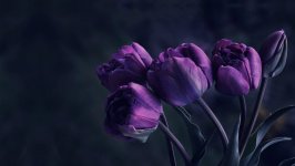 Desktop wallpaper. Flowers. ID:91609