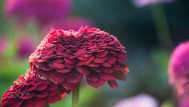 Desktop wallpaper. Flowers. ID:91694