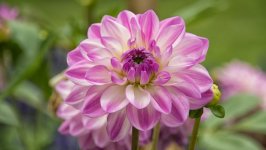 Desktop wallpaper. Flowers. ID:91817