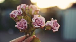 Desktop wallpaper. Flowers. ID:91818