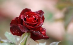 Desktop wallpaper. Flowers. ID:91941