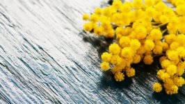 Desktop wallpaper. Flowers. ID:91949