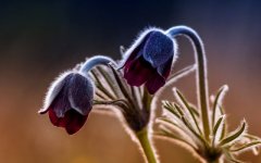 Desktop wallpaper. Flowers. ID:91994