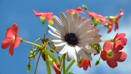 Desktop wallpaper. Flowers. ID:92040