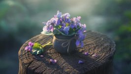 Desktop wallpaper. Flowers. ID:92046
