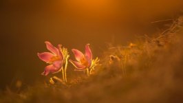 Desktop wallpaper. Flowers. ID:92056