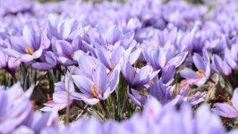 Desktop wallpaper. Flowers. ID:92193