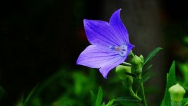 Desktop wallpaper. Flowers. ID:92334