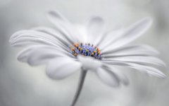 Desktop wallpaper. Flowers. ID:92335