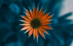 Desktop wallpaper. Flowers. ID:92339