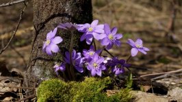 Desktop wallpaper. Flowers. ID:92445