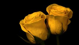 Desktop image. Flowers. ID:92523