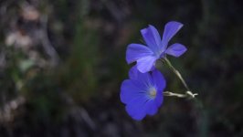 Desktop wallpaper. Flowers. ID:92743
