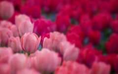 Desktop wallpaper. Flowers. ID:93118
