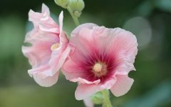 Desktop wallpaper. Flowers. ID:93177
