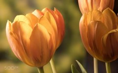 Desktop wallpaper. Flowers. ID:93238