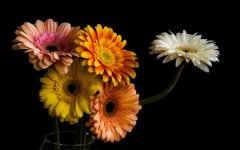 Desktop wallpaper. Flowers. ID:93240