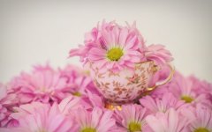 Desktop wallpaper. Flowers. ID:93293