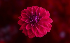 Desktop wallpaper. Flowers. ID:93399
