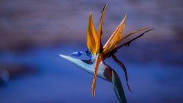 Desktop wallpaper. Flowers. ID:93473