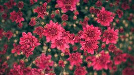 Desktop wallpaper. Flowers. ID:93658