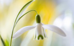 Desktop wallpaper. Flowers. ID:93961