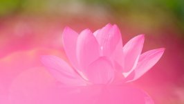 Desktop wallpaper. Flowers. ID:94669