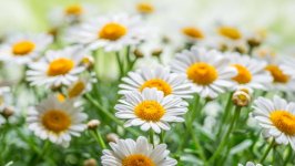 Desktop wallpaper. Flowers. ID:94684