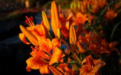 Desktop wallpaper. Flowers. ID:94718