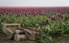 Desktop wallpaper. Flowers. ID:94811