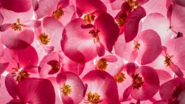 Desktop wallpaper. Flowers. ID:94955