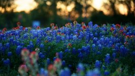 Desktop image. Flowers. ID:95099