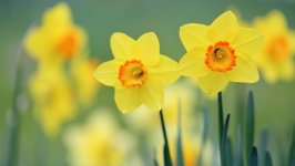 Desktop image. Flowers. ID:95235