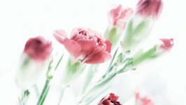 Desktop image. Flowers. ID:95350