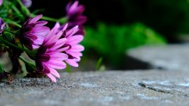 Desktop wallpaper. Flowers. ID:95471