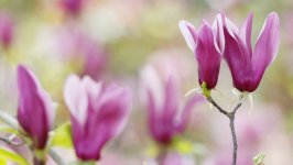 Desktop wallpaper. Flowers. ID:95743
