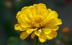 Desktop wallpaper. Flowers. ID:96364