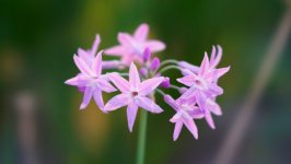Desktop wallpaper. Flowers. ID:96365