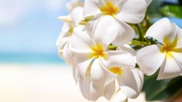 Desktop wallpaper. Flowers. ID:96372