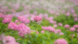 Desktop wallpaper. Flowers. ID:96654