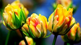 Desktop wallpaper. Flowers. ID:97009