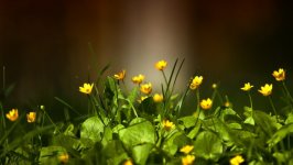 Desktop image. Flowers. ID:97219