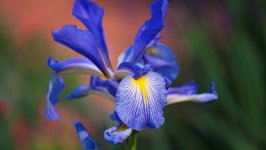 Desktop image. Flowers. ID:97320