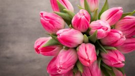 Desktop image. Flowers. ID:97554