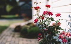 Desktop wallpaper. Flowers. ID:97703
